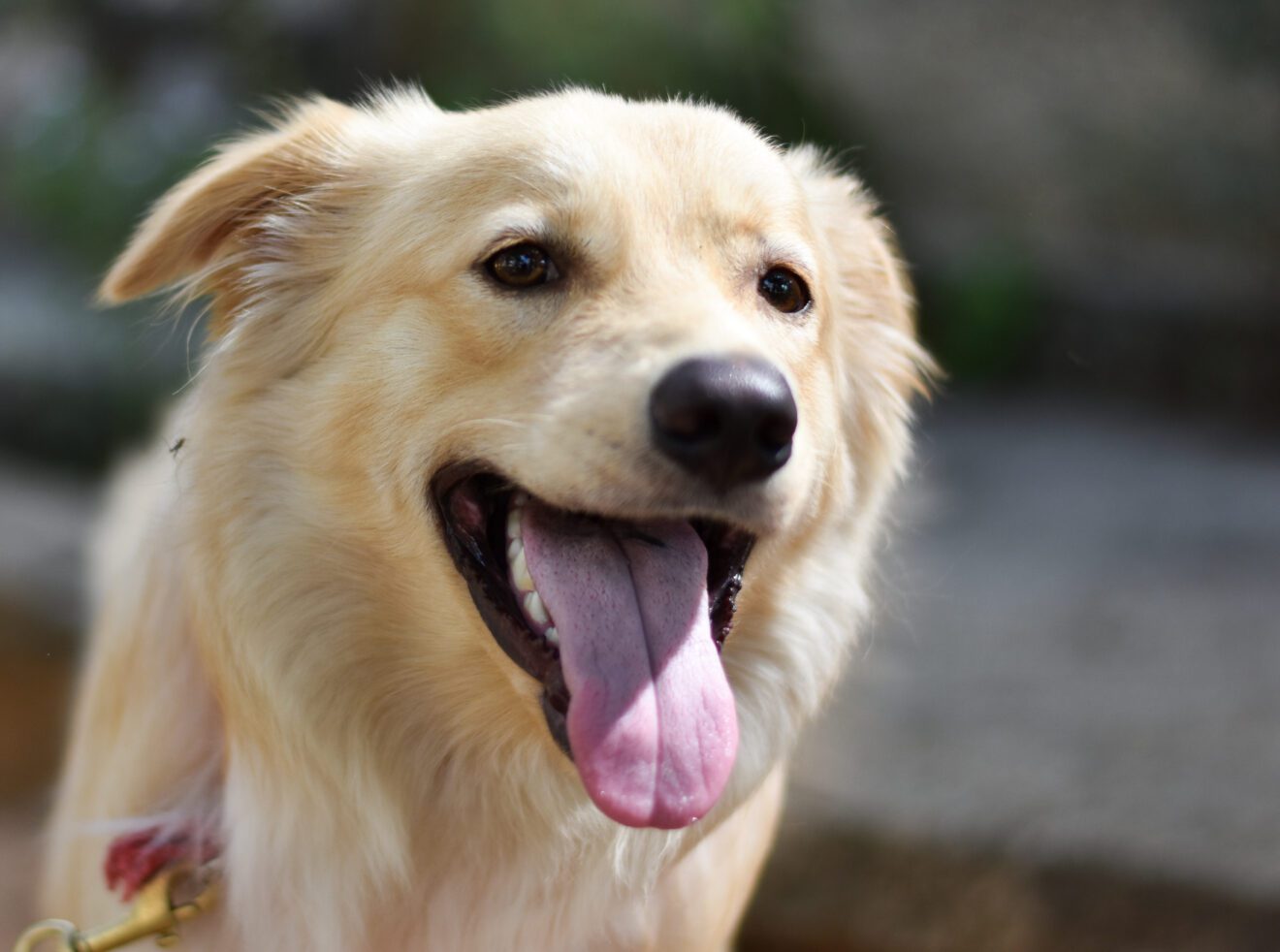 Happy Dog With Tongue Out